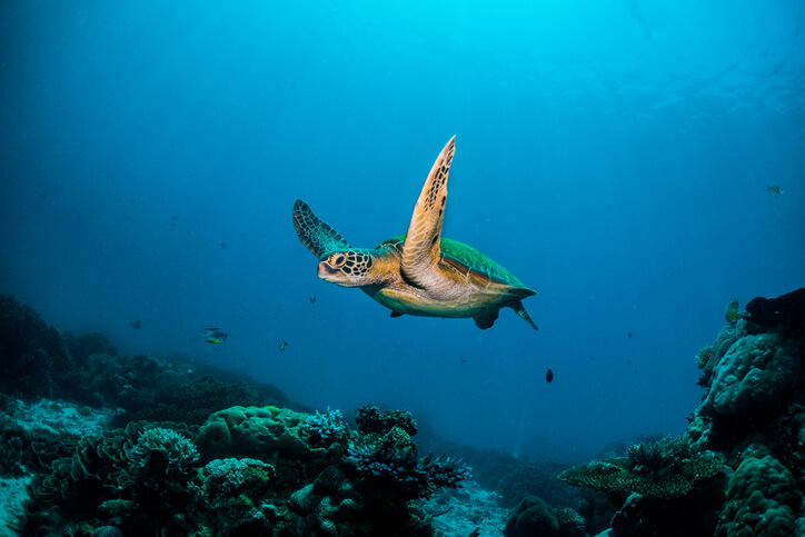 sea-turtle-mallorca