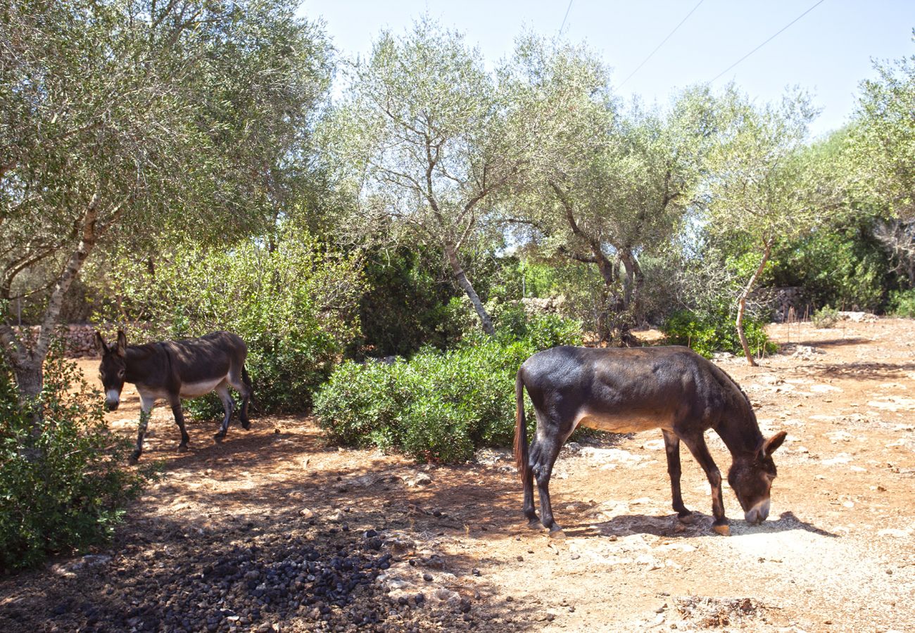 Finca in Llubi - Moderne Finca in Natur Son Rusinyol Pool Mallorca