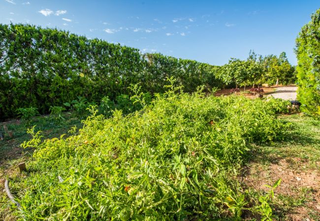 Finca in Inca - Zentral gelegene Finca Mallorca Sa Tanqueta Pool Finca in Inca - Zentral gelegene Finca Mallorca Sa Tanqueta Pool
