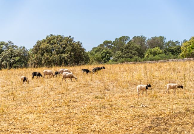 Ferienhaus in Costitx - Ländliche Finca auf Mallorca Son Tomasset mit Pool Ferienhaus in Costitx - Ländliche Finca auf Mallorca Son Tomasset mit Pool