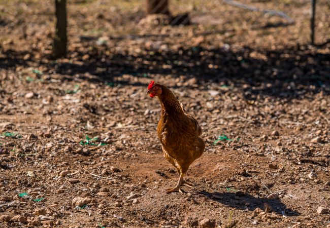 Finca en Sencelles - Finca con piscina Finca Maria Costitx en Mallorca Finca en Sencelles - Finca con piscina Finca Maria Costitx en Mallorca