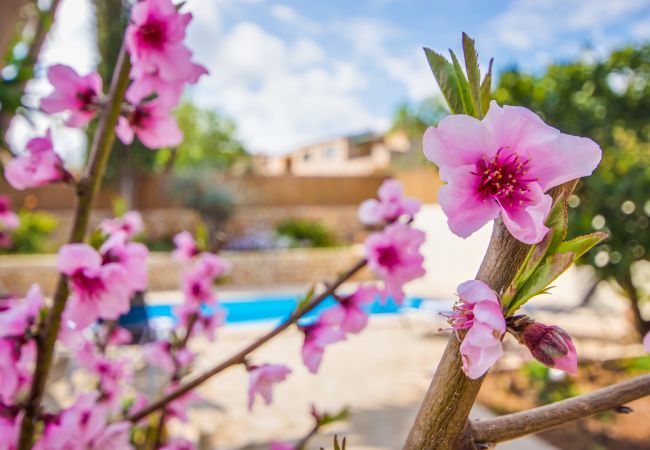 Casa en Ariany - Casa de vacaciones  Solivera con piscina en Mallorca