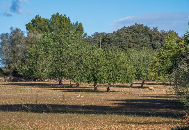 Finca en Sencelles - Finca con piscina Villa Laiar en Mallorca