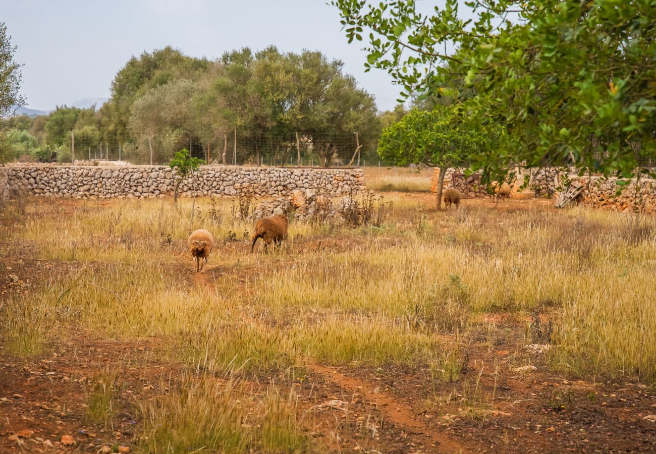 Finca en Santa Margalida - Casa en Santa Margarita Sa Rota con piscina