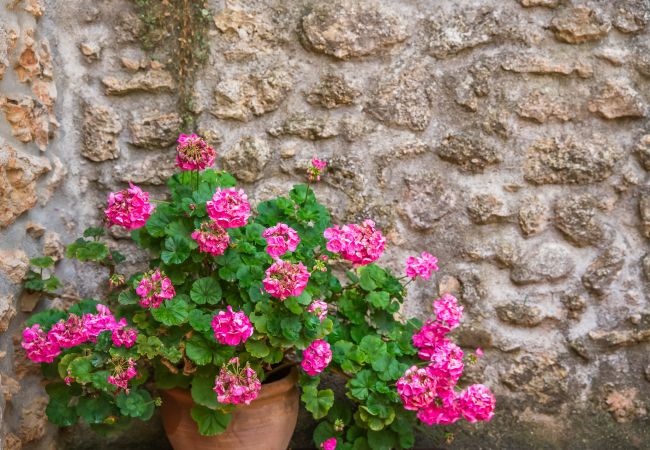 Maison à Buger - Villa with private pool Son Paulo in Mallorca Maison à Buger - Villa with private pool Son Paulo in Mallorca