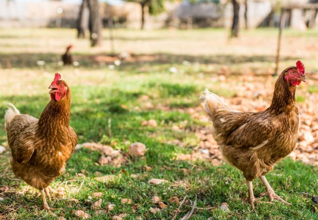 Country house in Inca - Centrally located Finca Mallorca Sa Tanqueta Pool Country house in Inca - Centrally located Finca Mallorca Sa Tanqueta Pool