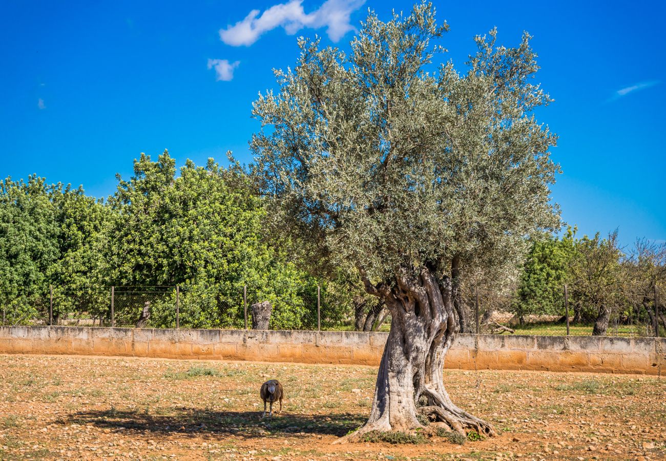 Country house in Binissalem - ☼Mallorcan environment and culture with private swimming pool.
